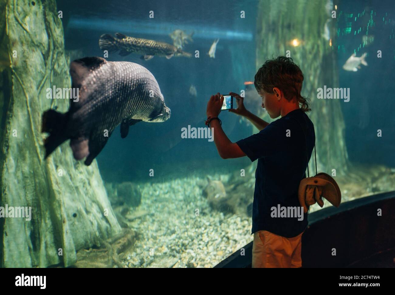 Arapaima hi-res stock photography and images - Alamy