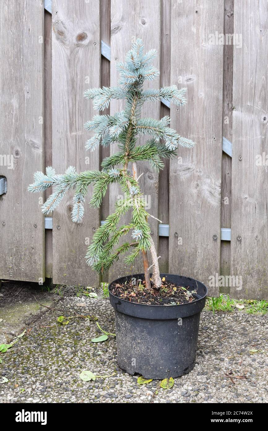 Grafted young Blue Spruce or Picea pungens glauca in a pot Stock Photo