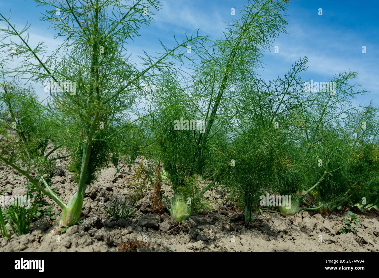Farm field with growing green annual Florence fennel bulbing plants, foeniculum vulgare azoricum