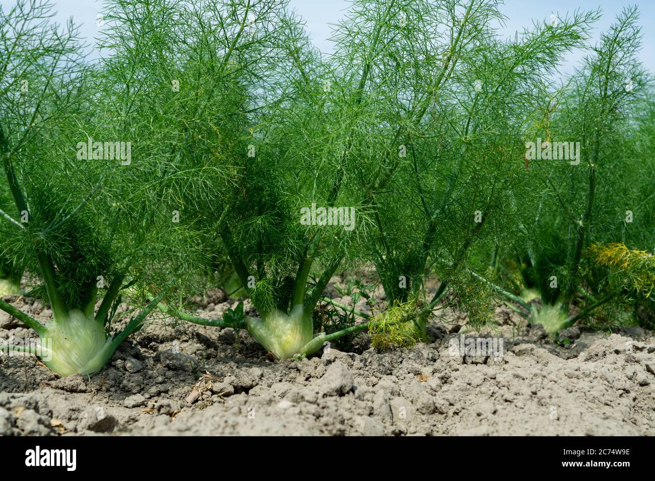 Farm field with growing green annual Florence fennel bulbing plants, foeniculum vulgare azoricum