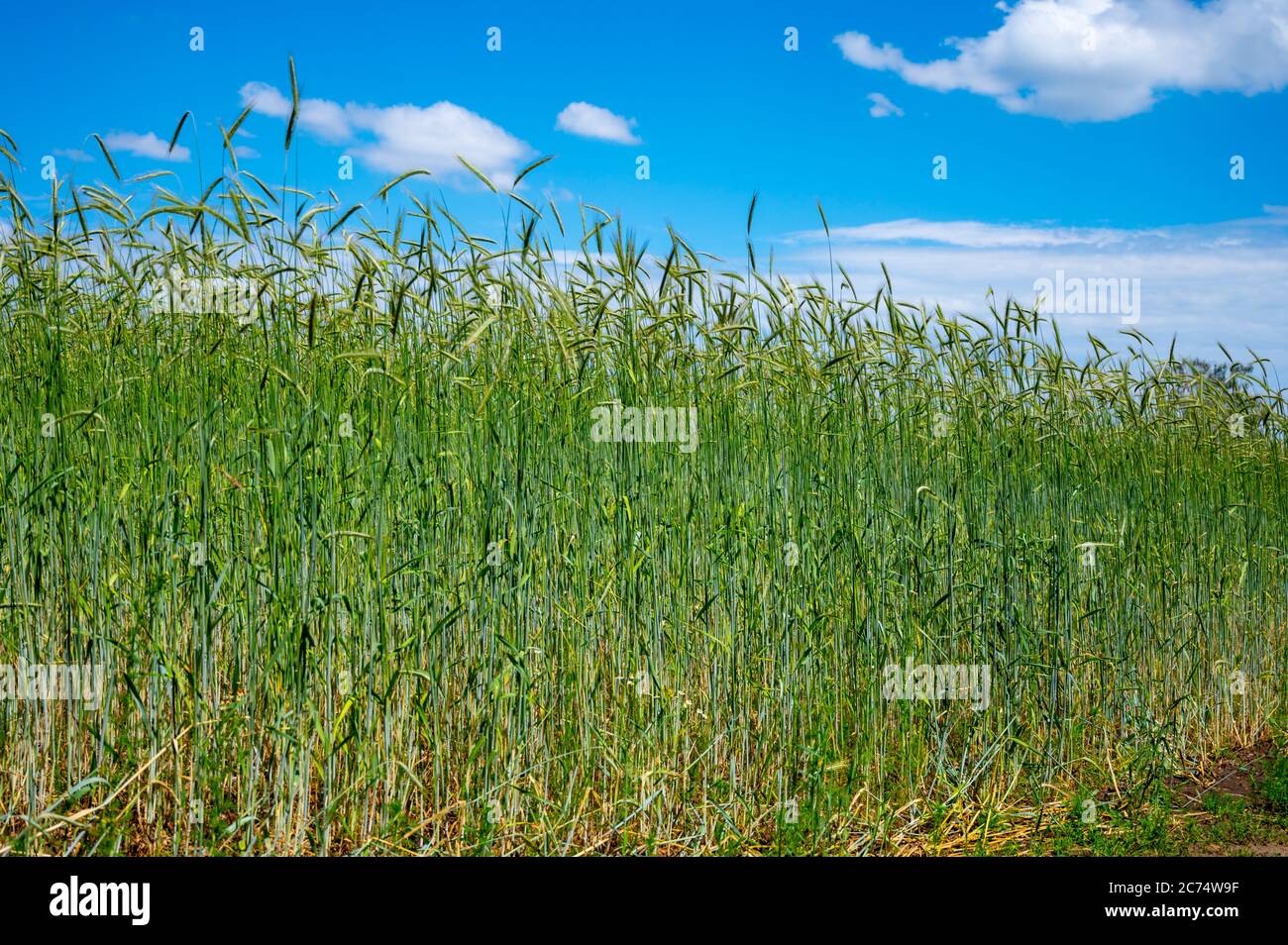 Green fields of ripening rye grain plants in sunny day, nature ...