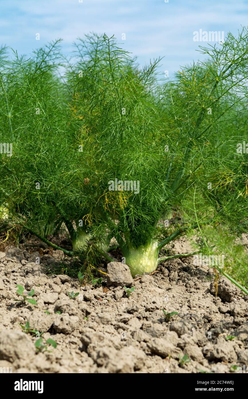 Farm field with growing green annual Florence fennel bulbing plants, foeniculum vulgare azoricum