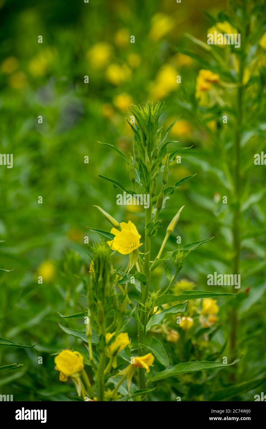 Botanical collection of medicinal plants and herbs, Oenothera parviflora or northern evening primrose used aromatherapy and medicine in summer Stock Photo
