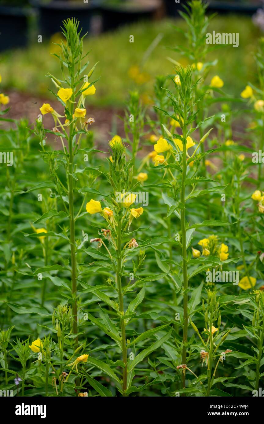 Botanical collection of medicinal plants and herbs, Oenothera parviflora or northern evening primrose used aromatherapy and medicine in summer Stock Photo