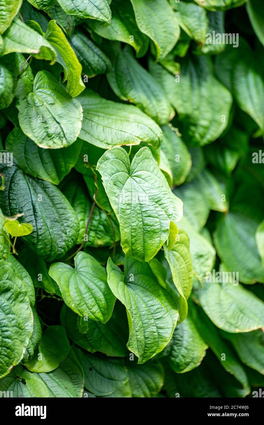 Botanical collection of climbing or medicinal plants, Dioscorea communis or Tamus communis, black bryony, lady's-seal or black bindweed plant in summe Stock Photo