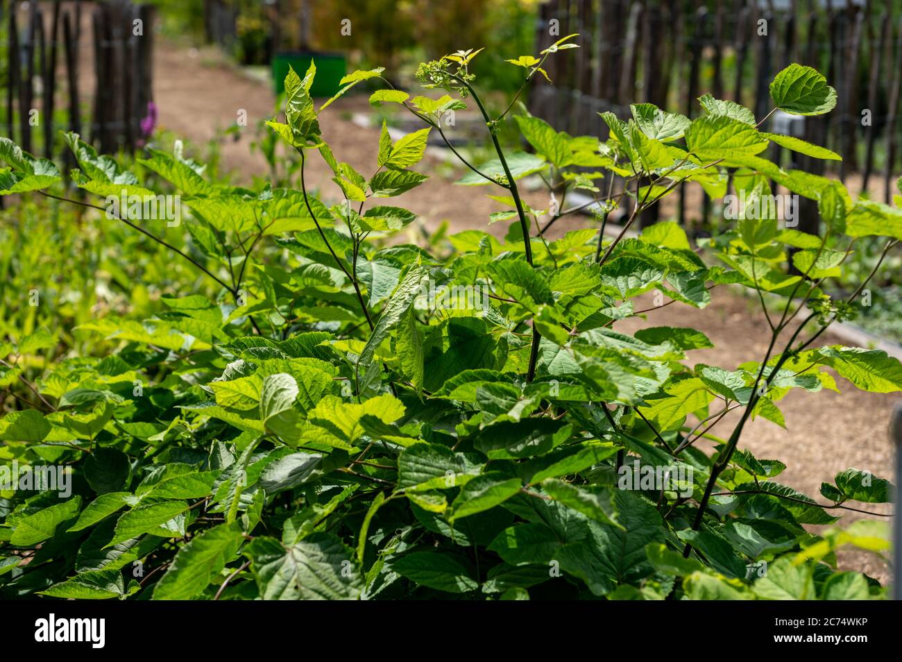 Eleutherococcus senticosus hi-res stock photography and images - Alamy