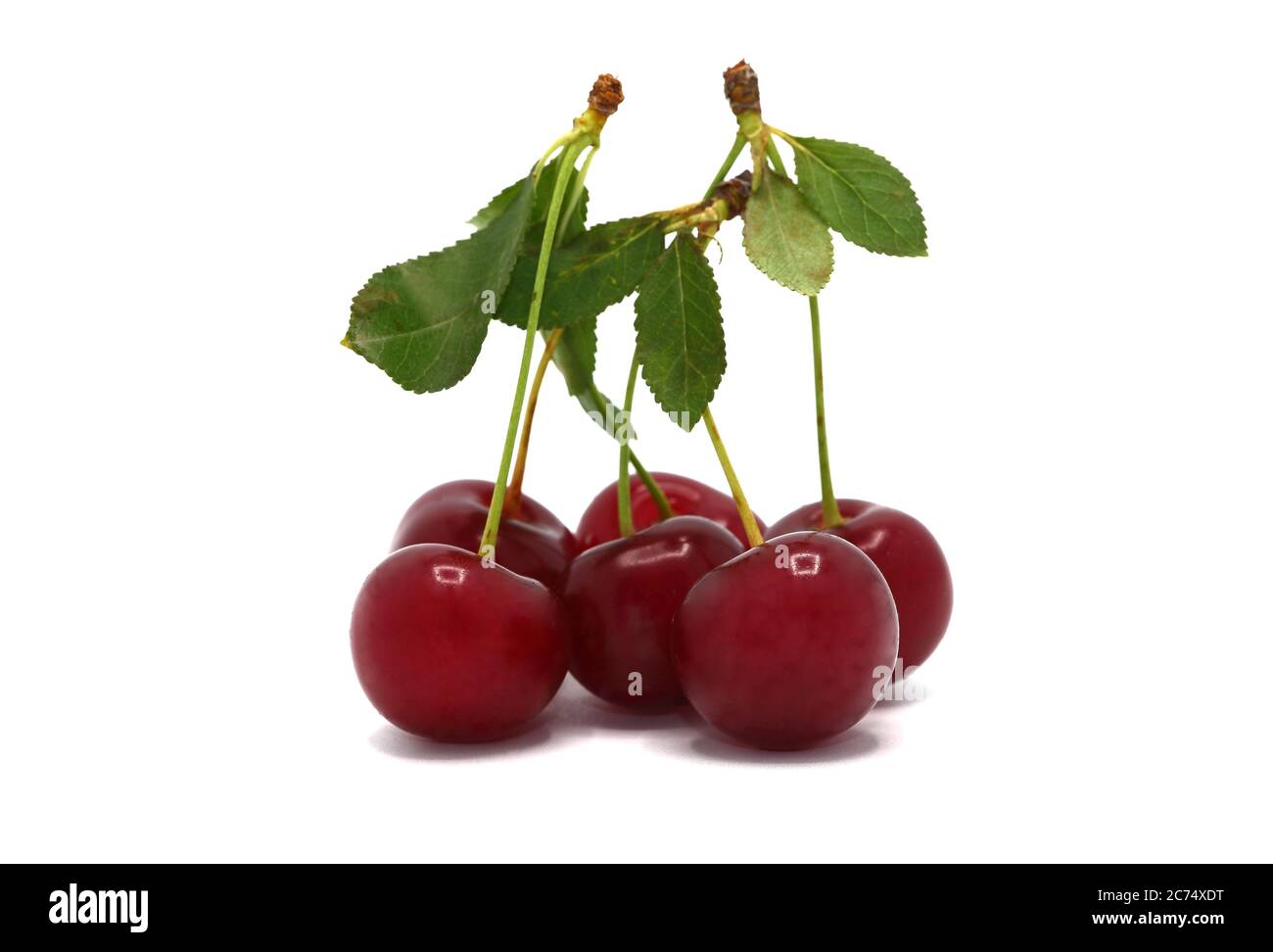 Several ripe cherries on a light background. Natural product. Natural color. Close-up. Stock Photo