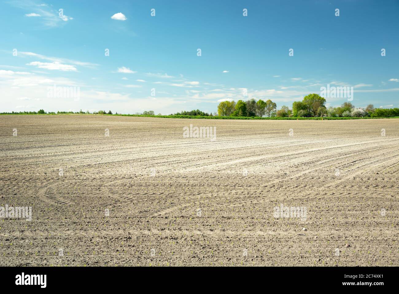 Huge plowed field, trees on the horizon and blue sky, spring sunny day Stock Photo