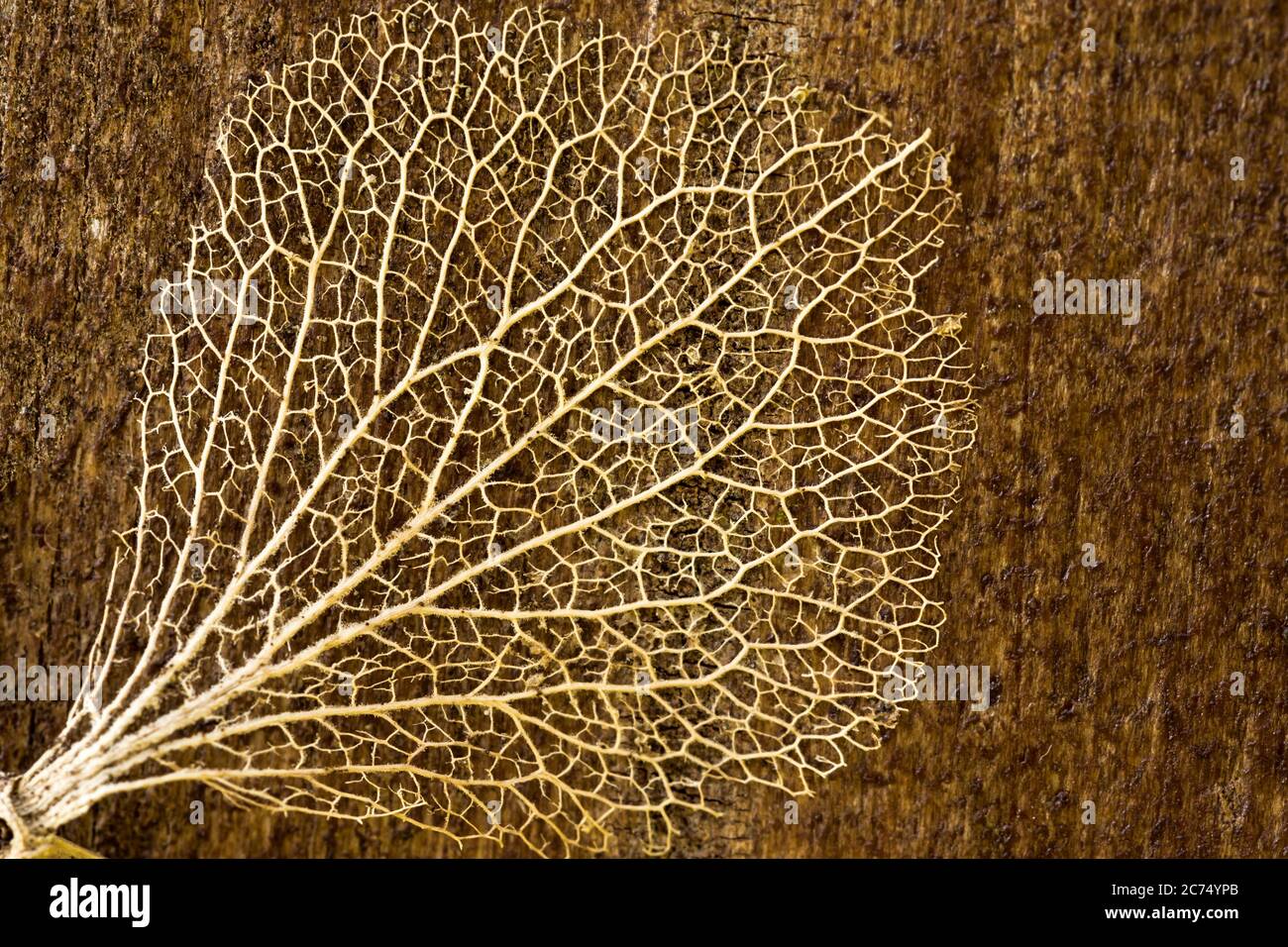 Close up of a leaf skeleton dried on a plank of wood. Details and textures found in nature Stock Photo