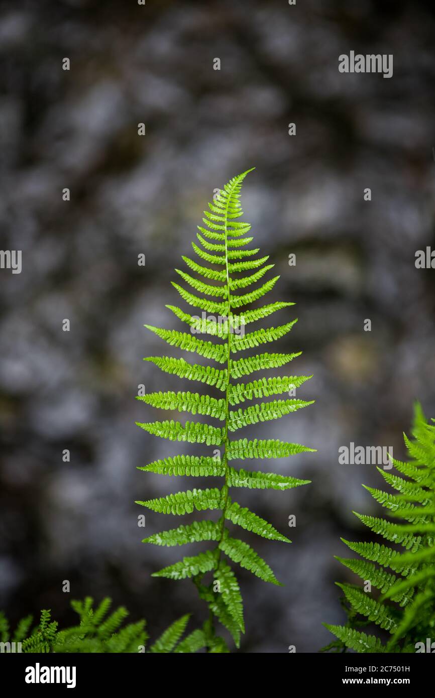 Green fern leaves and stems in a dark UK woodland. Fern above a shallow stream Stock Photo