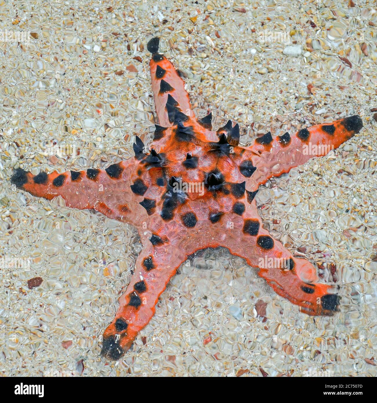 Starfish (Horned Sea Star) in sea water on a sandy beach. Palawan. Philippines Stock Photo