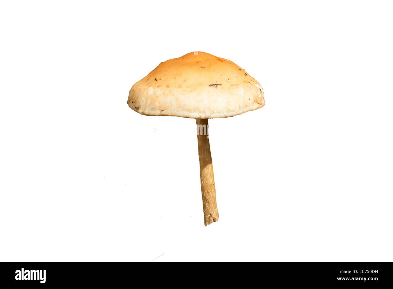 Common fungus Cut Out Stock Images & Pictures - Alamy