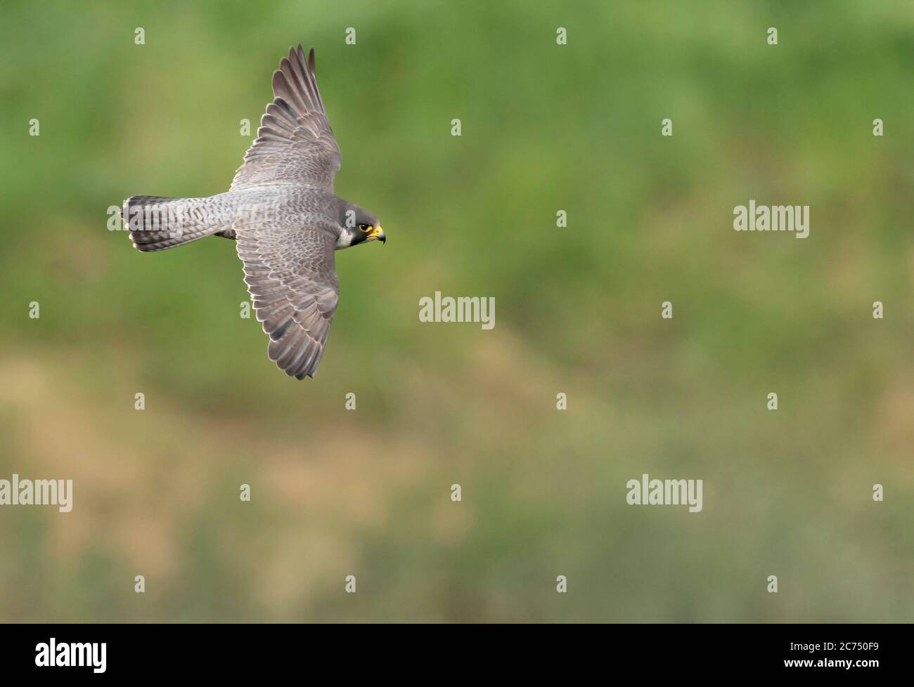 An adult Peregrine Falcon (Falco peregrinus) in flight over the Avon Gorge, Bristol Stock Photo