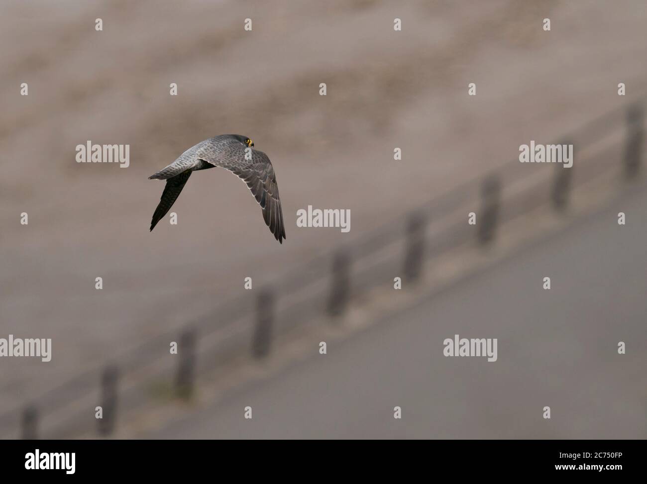 An adult Peregrine Falcon (Falco peregrinus) flying over road below at the Avon Gorge, Bristol Stock Photo