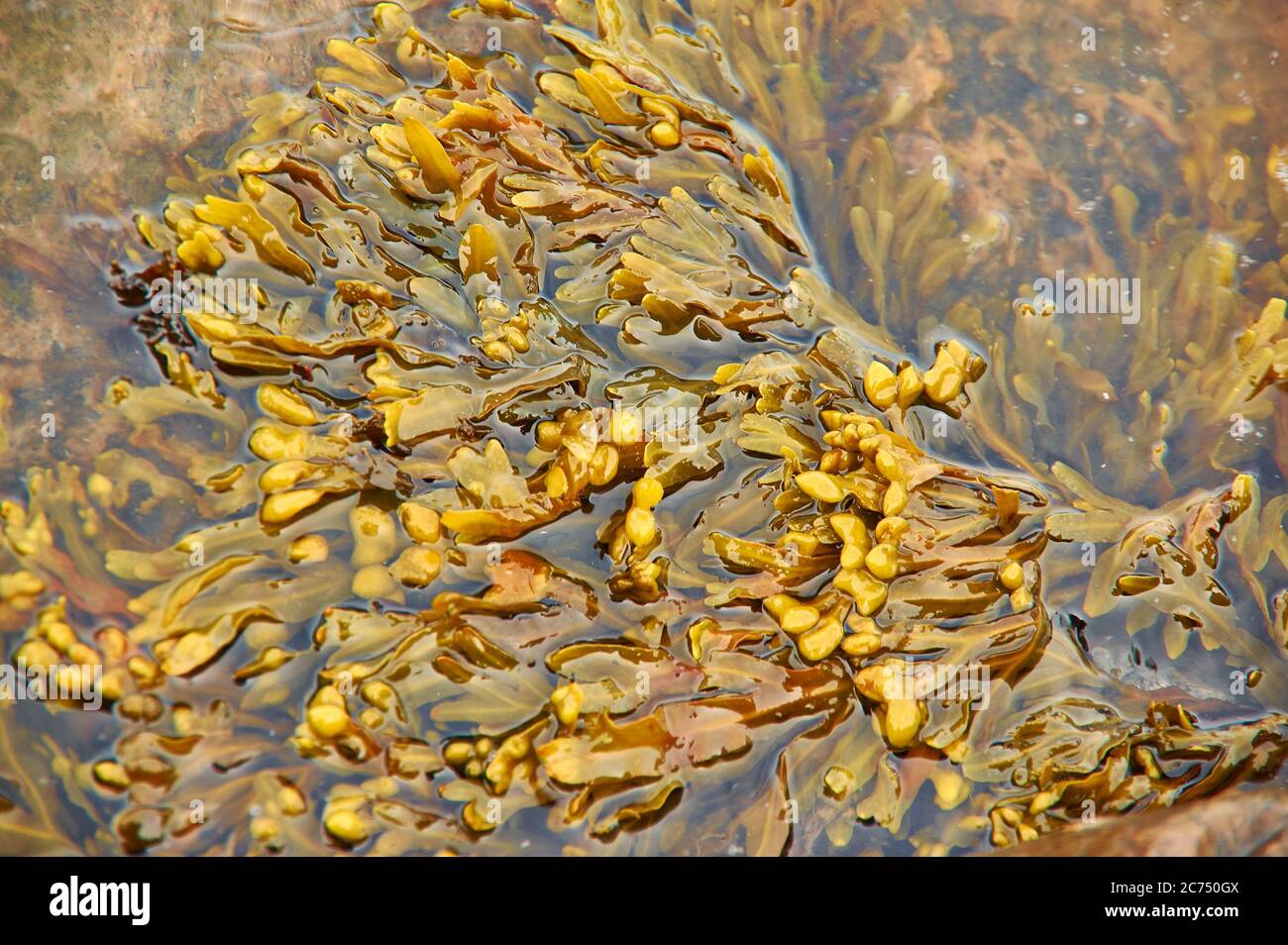 Fucus Under Microscope Brown Algae