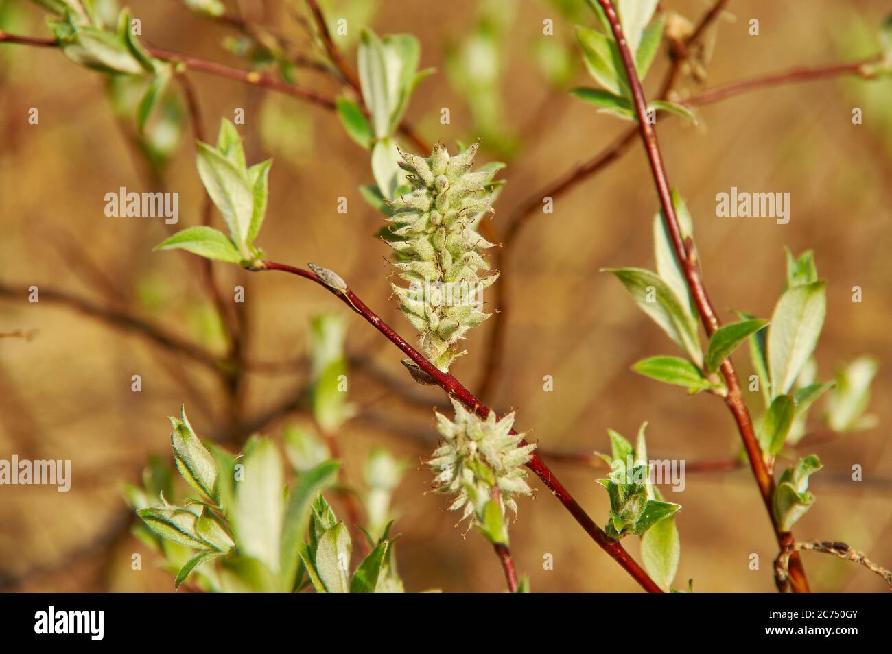 Salix lapponum, downy willow, having a wide distribution in Northern Europe Stock Photo