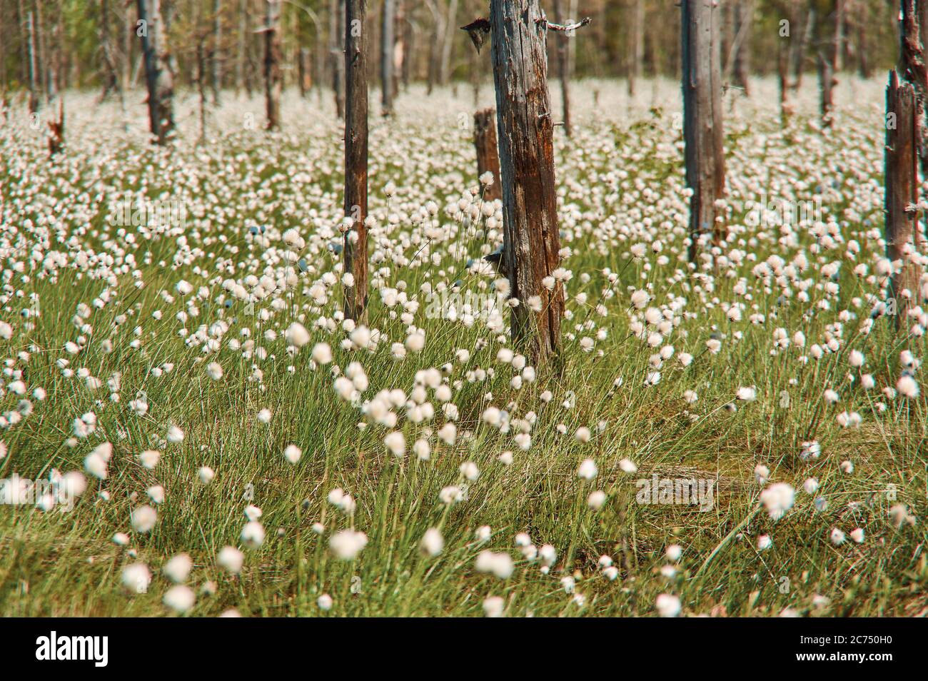 Arctic cottongrass, Eriophorum callitrix, perennial Arctic plant in the sedge family, Cyperaceae Stock Photo