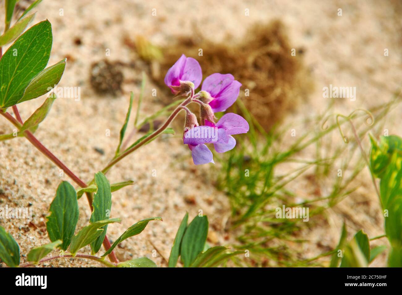 Sweet pea ashore White Sea, flowering plant in the genus Lathyrus in the family Fabaceae Stock Photo