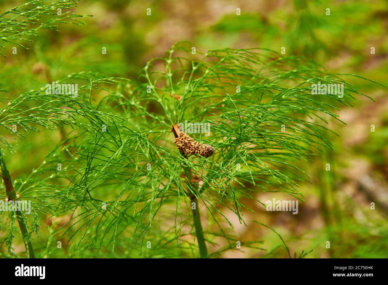 Equisetum pratense, meadow horsetail, shade horsetail or shady horsetail, is a widespread horsetail Stock Photo