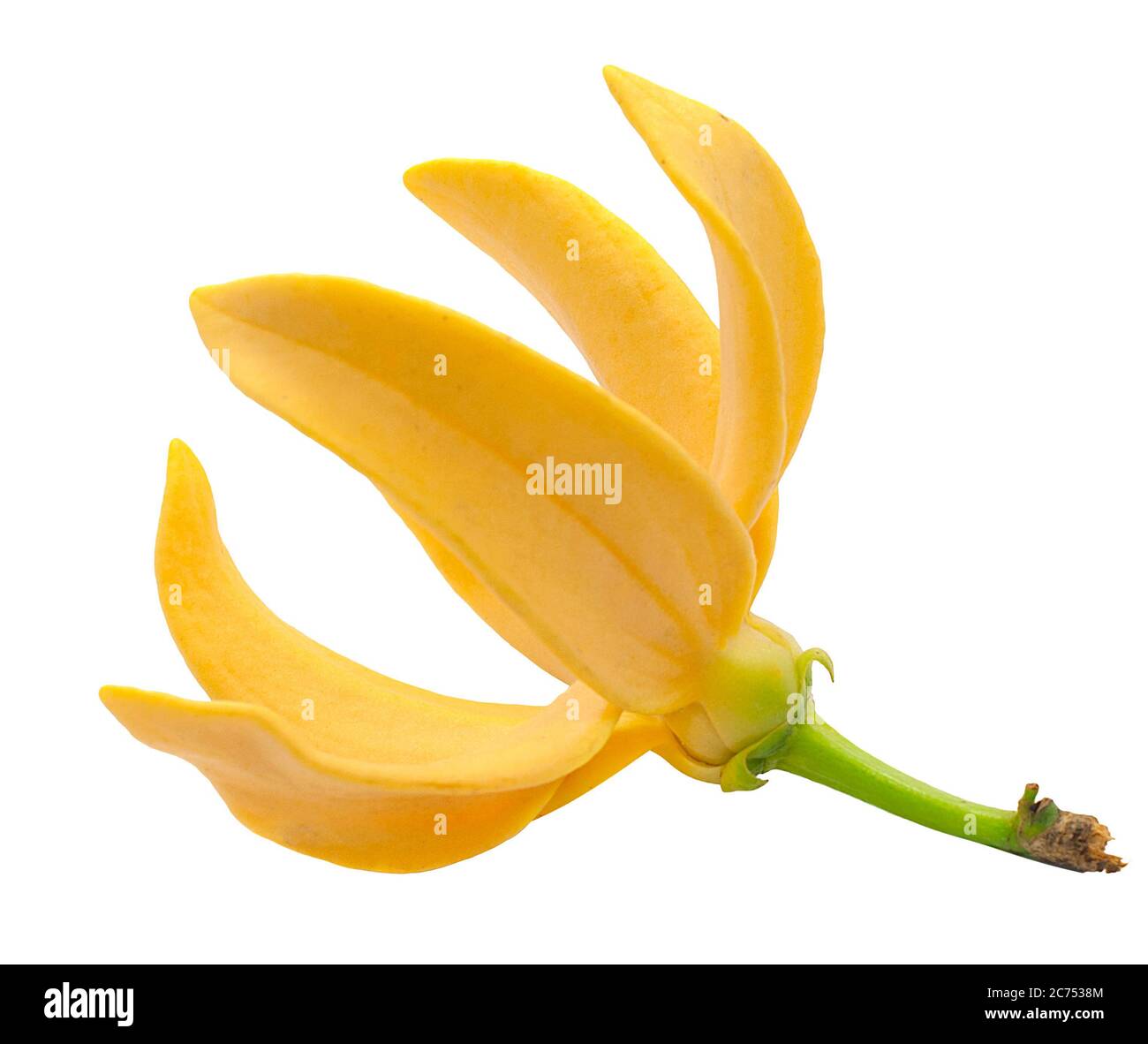 Magnolia champaca flower isolated on white background Stock Photo Alamy