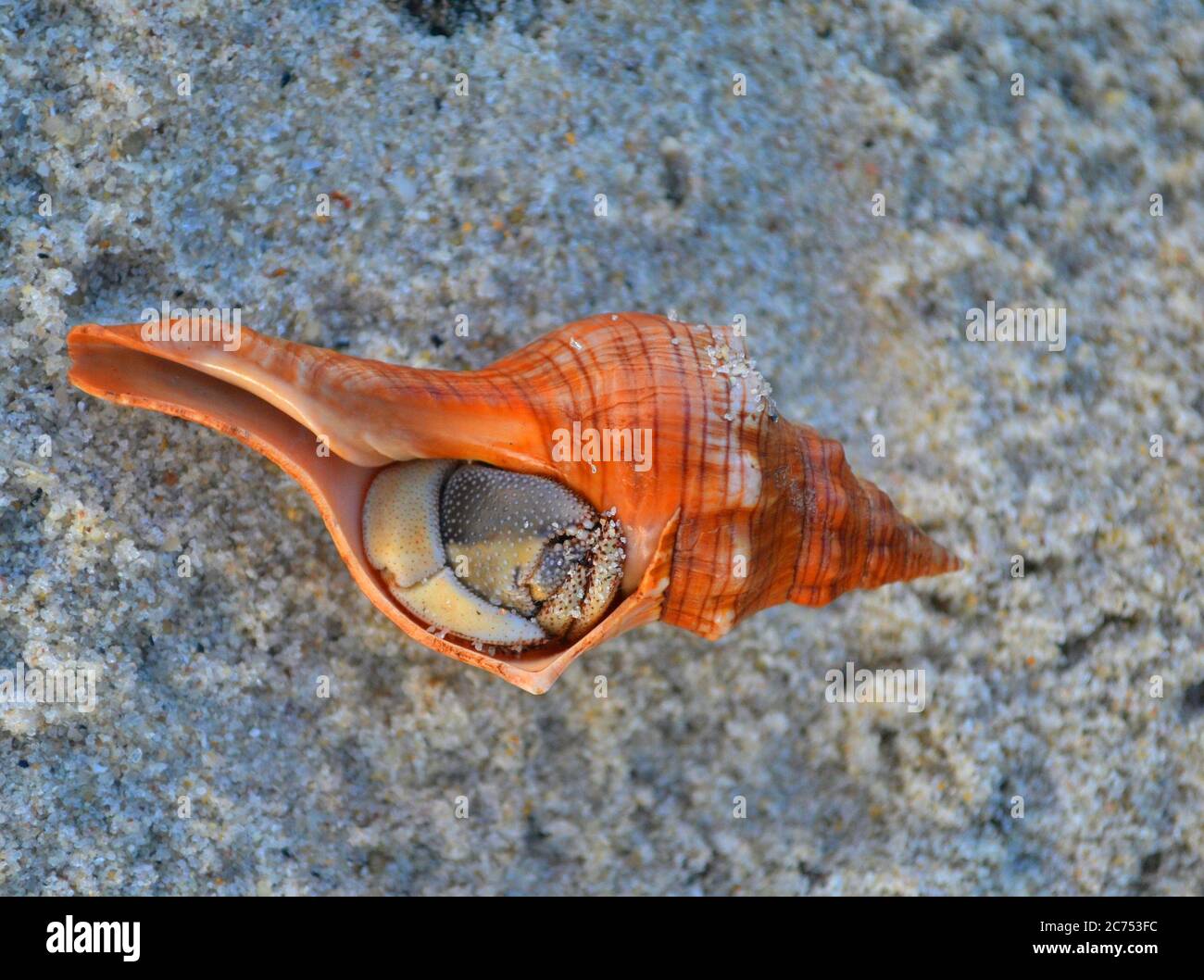 Crab in a shell closeup Stock Photo