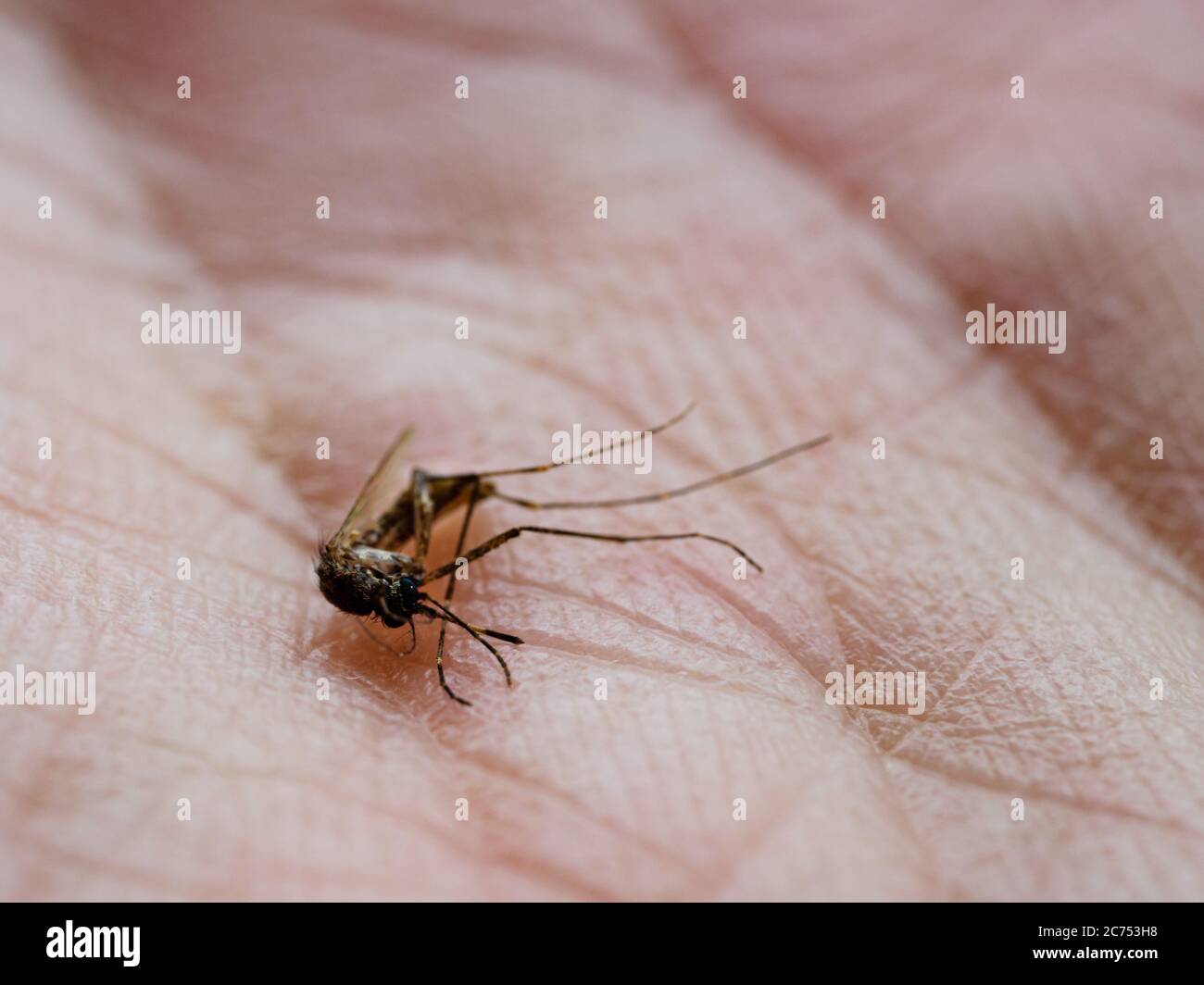 Macro close-up of a dead mosquito lying belly-up on the palm of a human hand Stock Photo