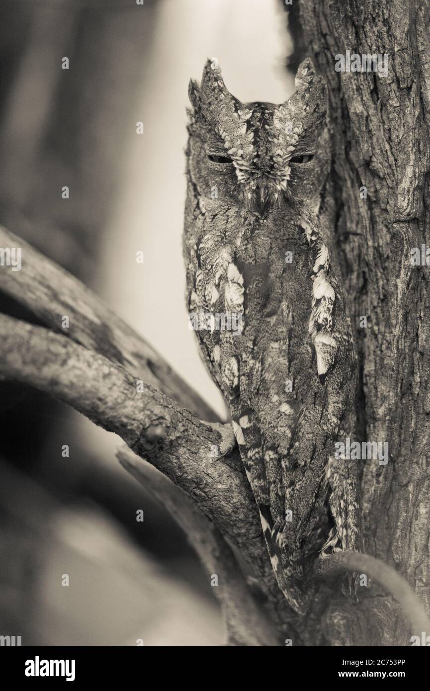 African Scops Owl (Otus senegalensis) resting and sleeping under bark camouflage in tree in Kruger national park South Africa in sepia Stock Photo