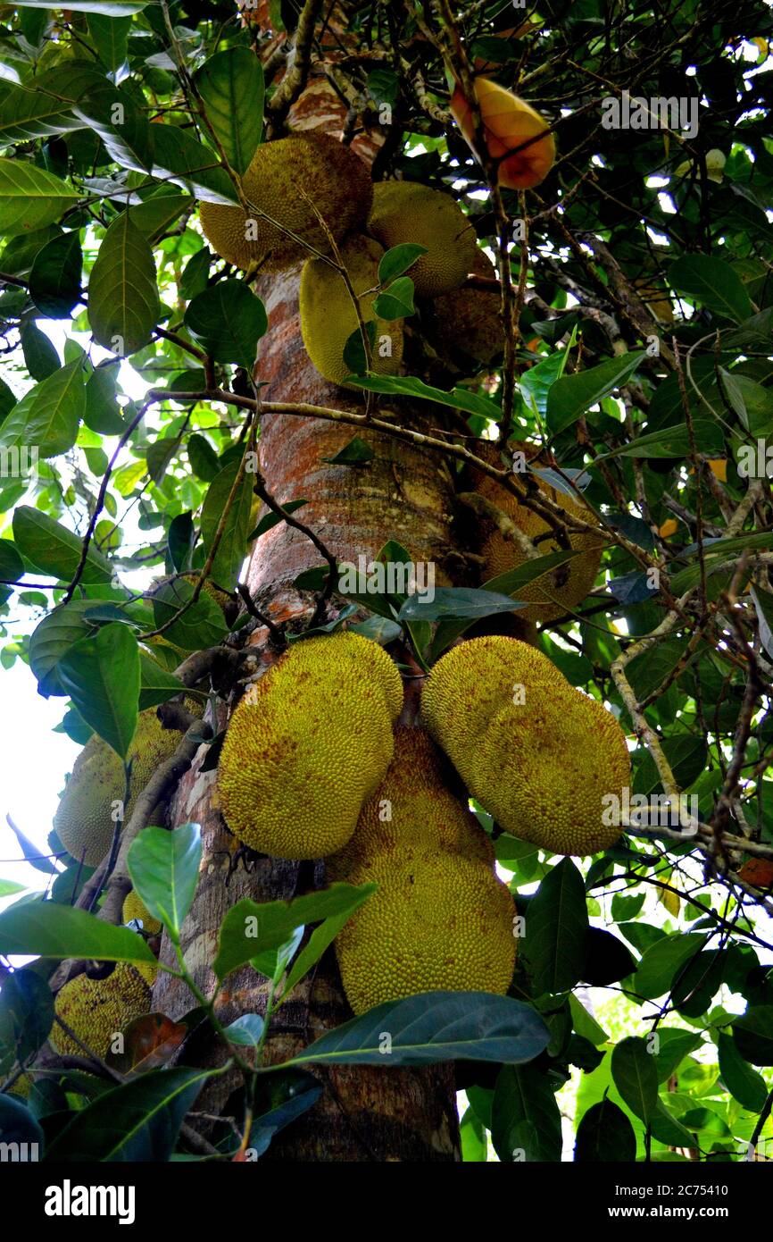 Giant jackfruit fruits on the trees in Zanzibar Stock Photo