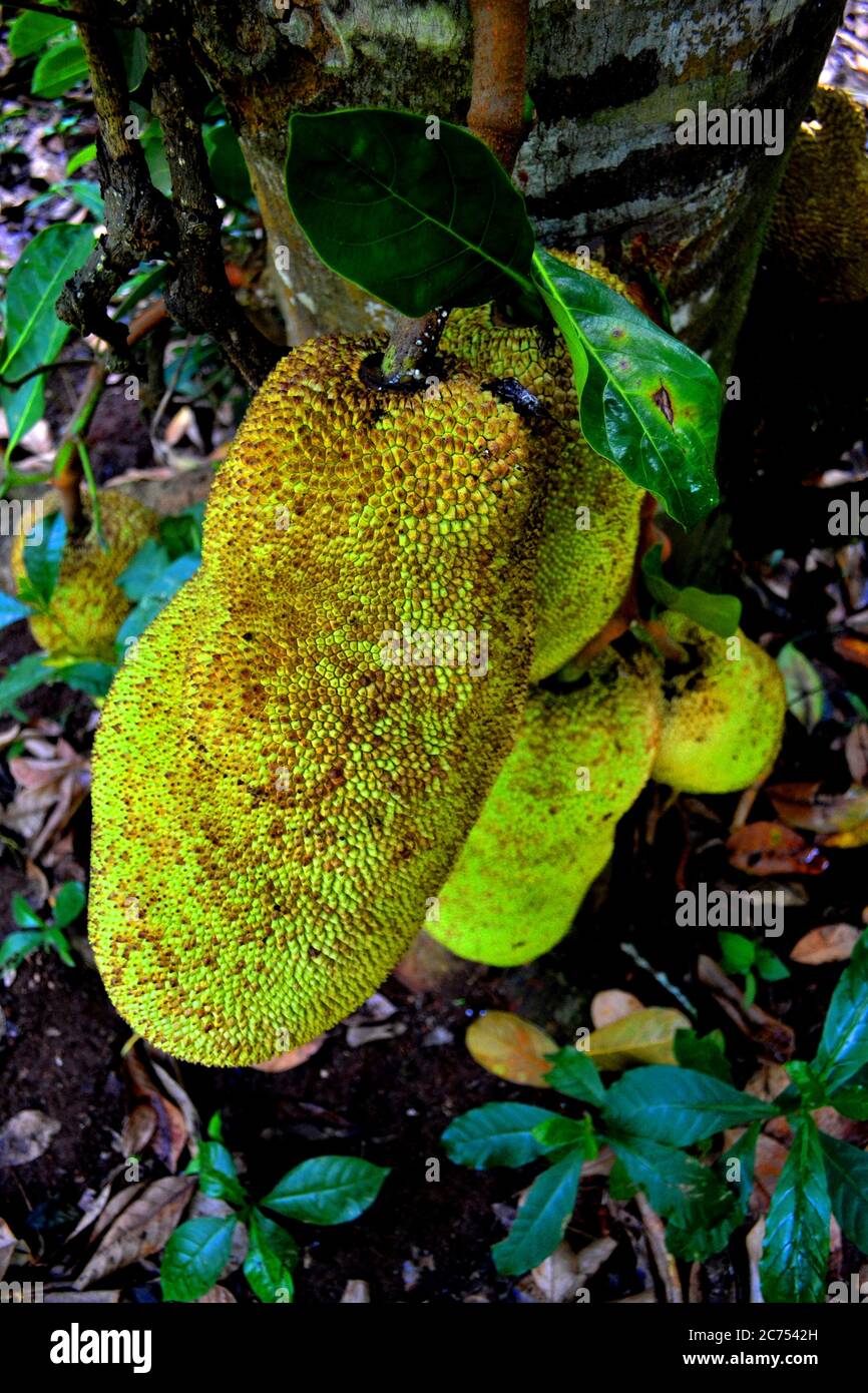 Giant jackfruit fruits on the trees in Zanzibar Stock Photo Alamy