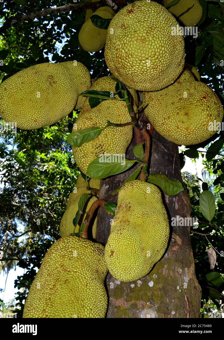 Giant jackfruit fruits on the trees in Zanzibar Stock Photo