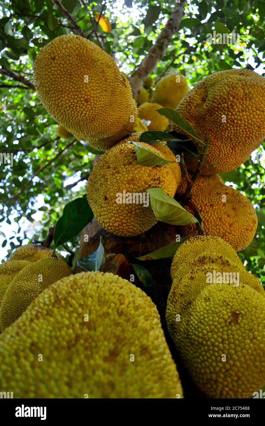 Giant jackfruit fruits on the trees in Zanzibar Stock Photo