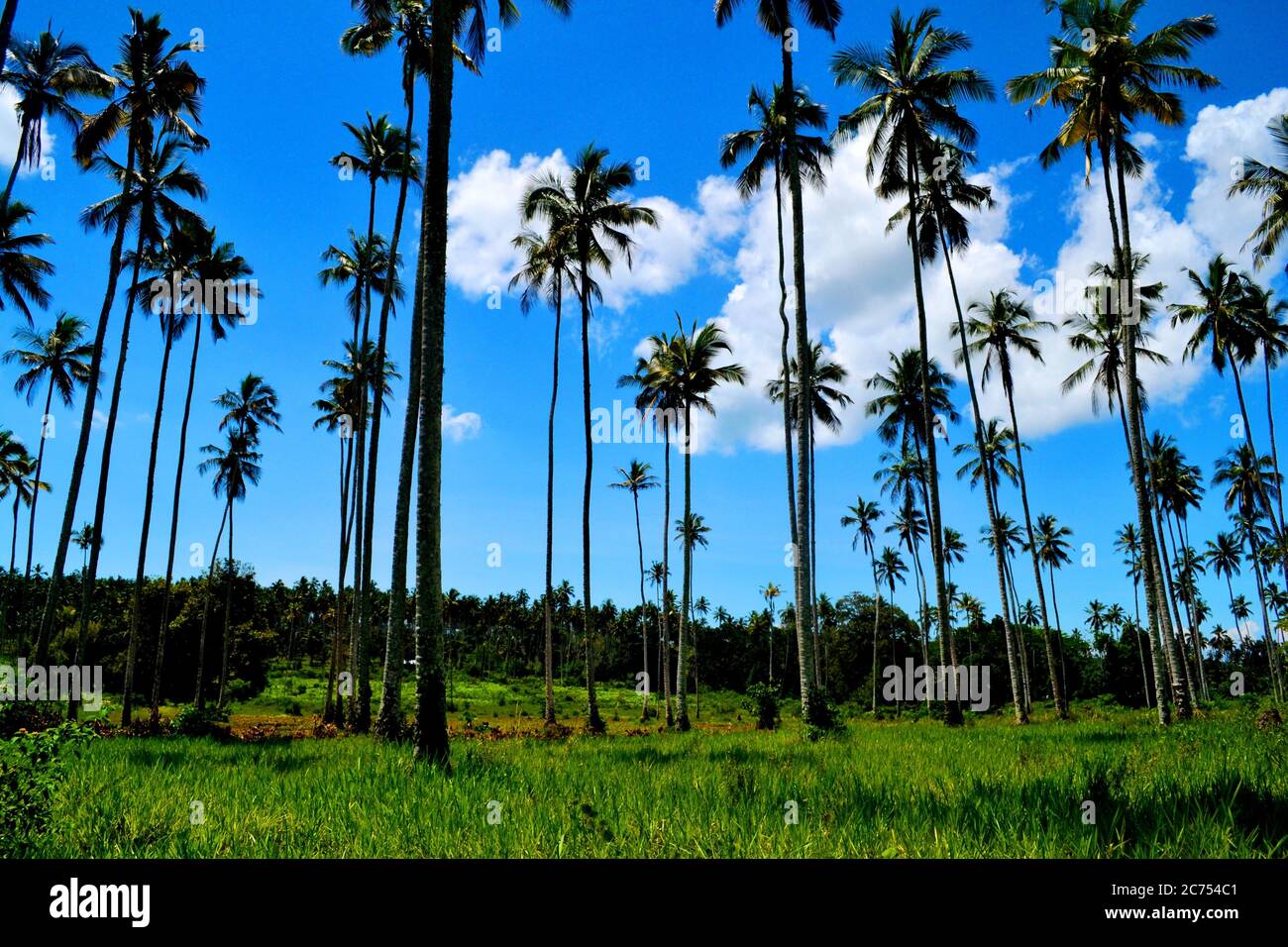 Tall Palm trees in the middle of Zanzibar island Stock Photo
