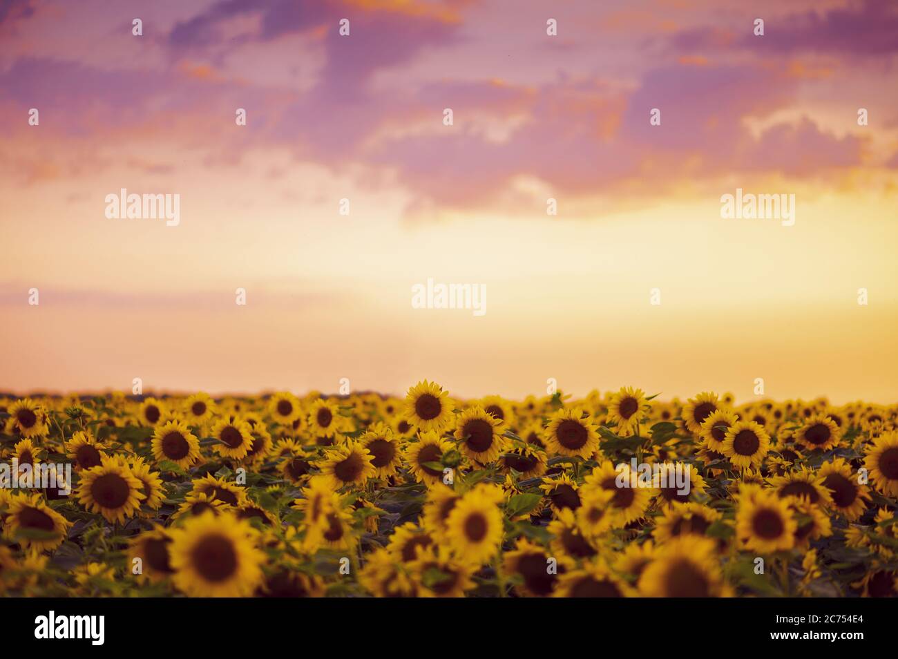 field of blooming sunflowers on a background sunset Stock Photo - Alamy