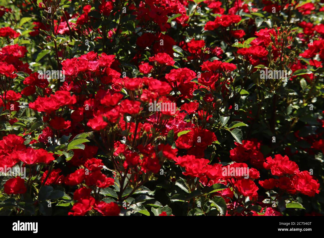 Rose La Belle Rouge in the Flora Rosarium in the village of Boskoop in the Netherlands in red color Stock Photo