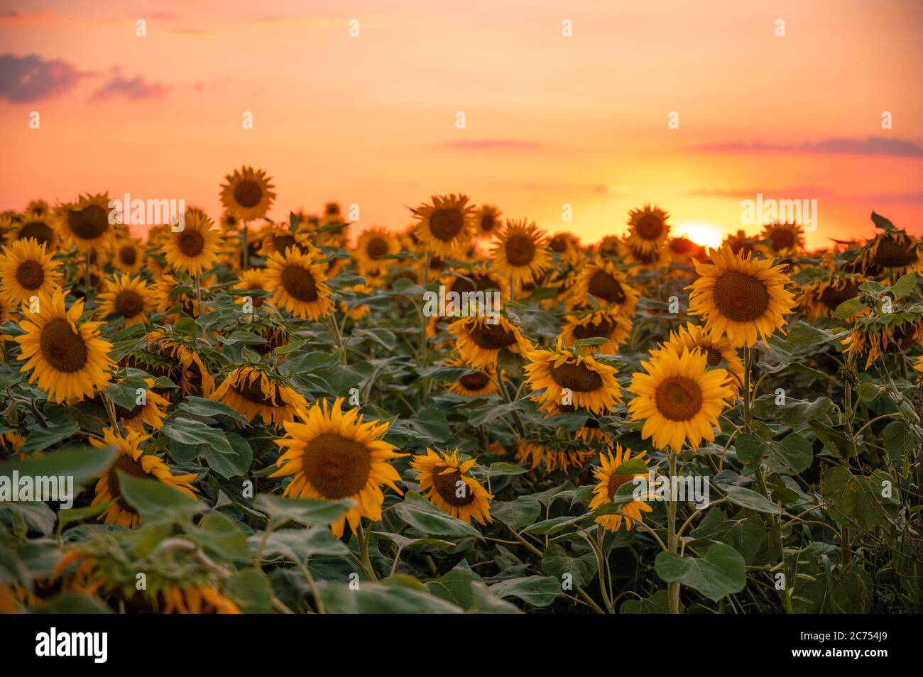 field of blooming sunflowers on a background sunset Stock Photo - Alamy
