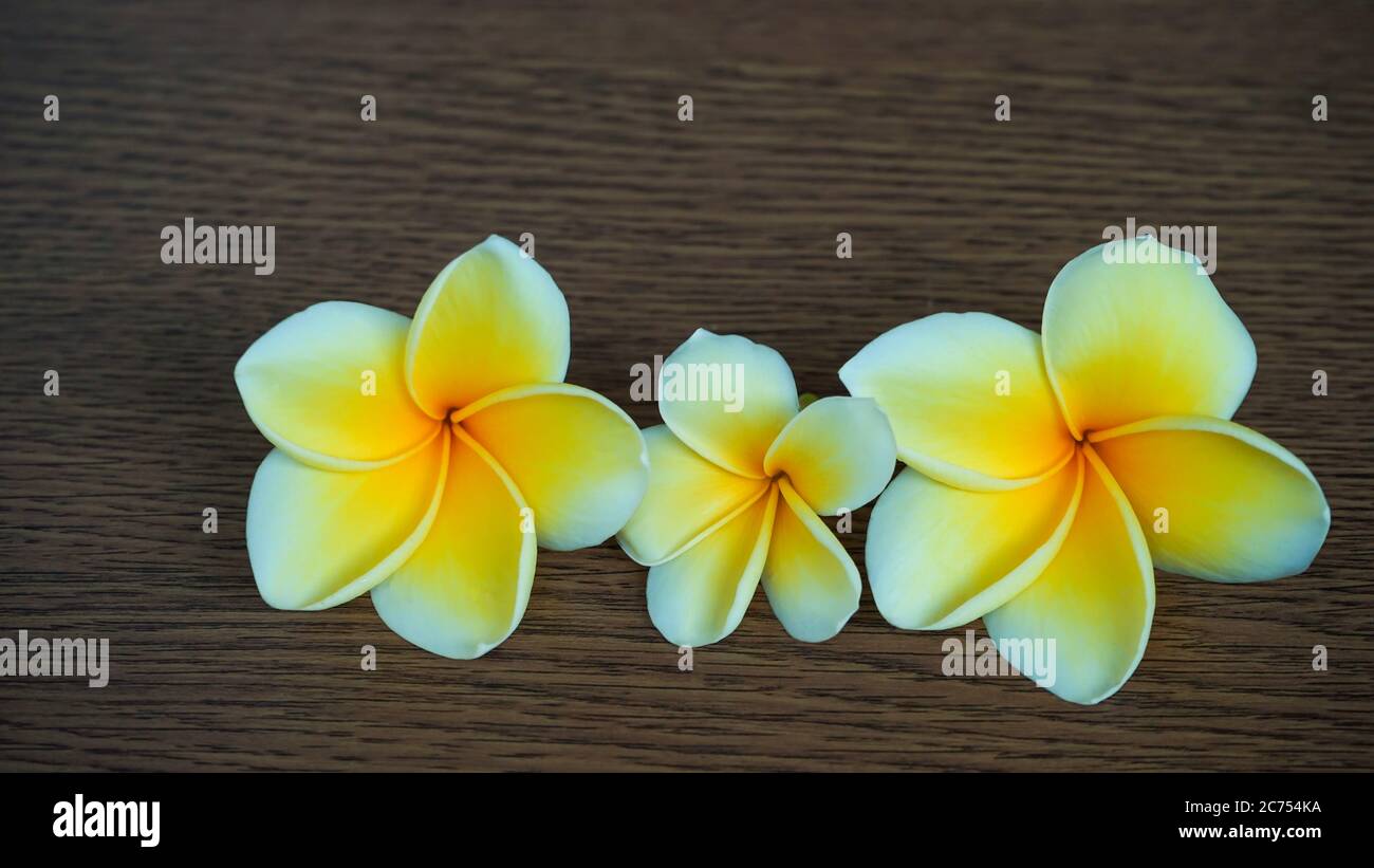 Close up frangipani flowers Stock Photo