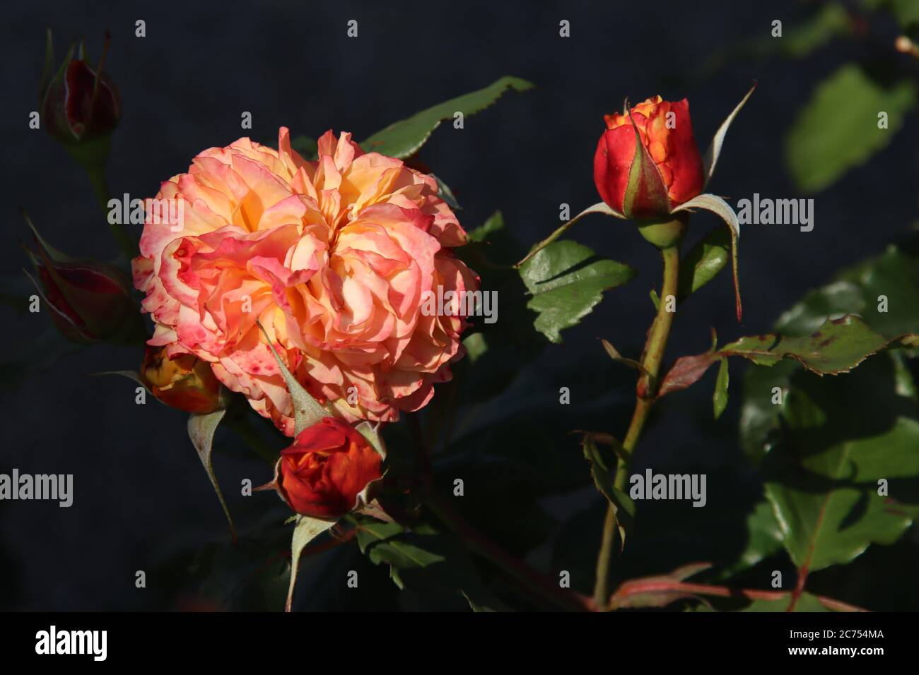 Rose La Villa Cotta in the Flora Rosarium in the village of Boskoop in