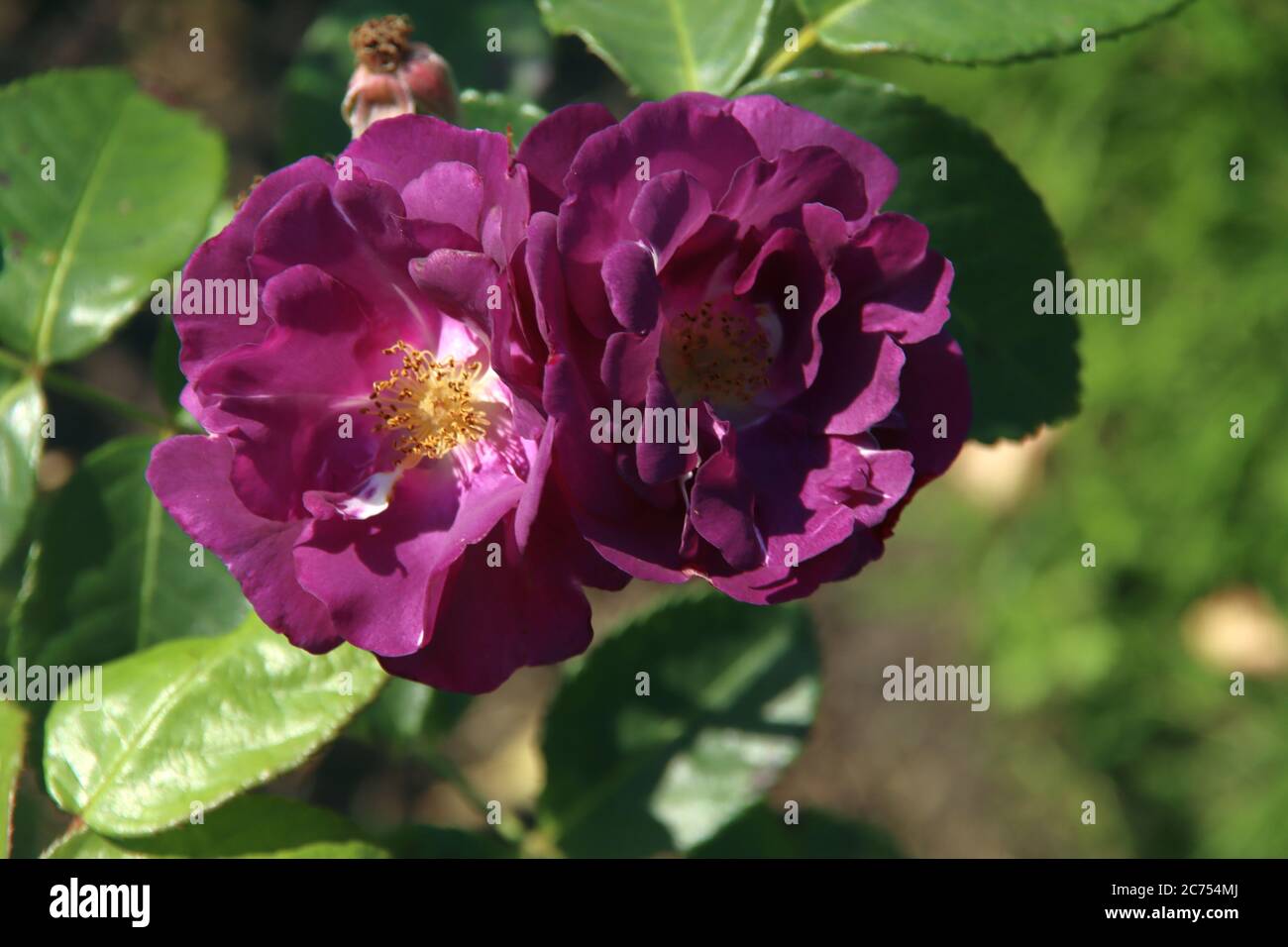 Rose Rhapsody in Blue in the Flora Rosarium in the village of Boskoop in the  Netherlands turning from blue to purple color Stock Photo - Alamy