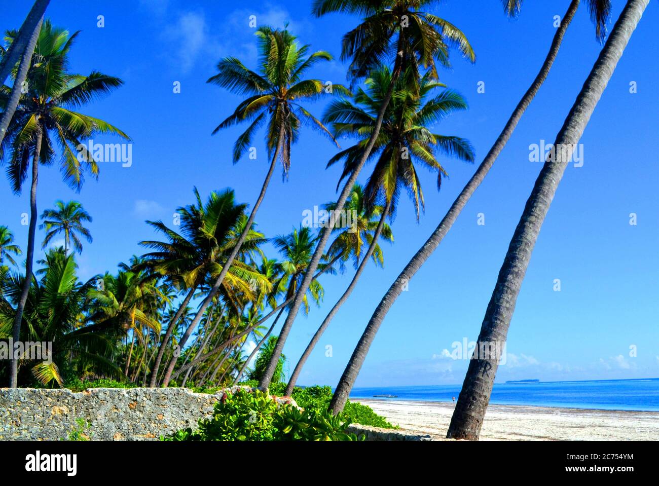 Tall Palm trees on the beach in Paje, Zanzibar Stock Photo