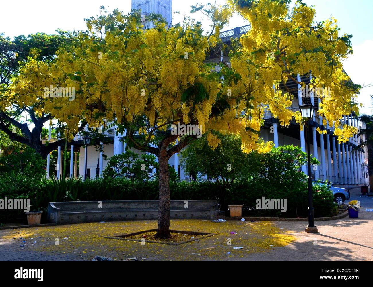 Yellow tropical flowers hi-res stock photography and images - Alamy