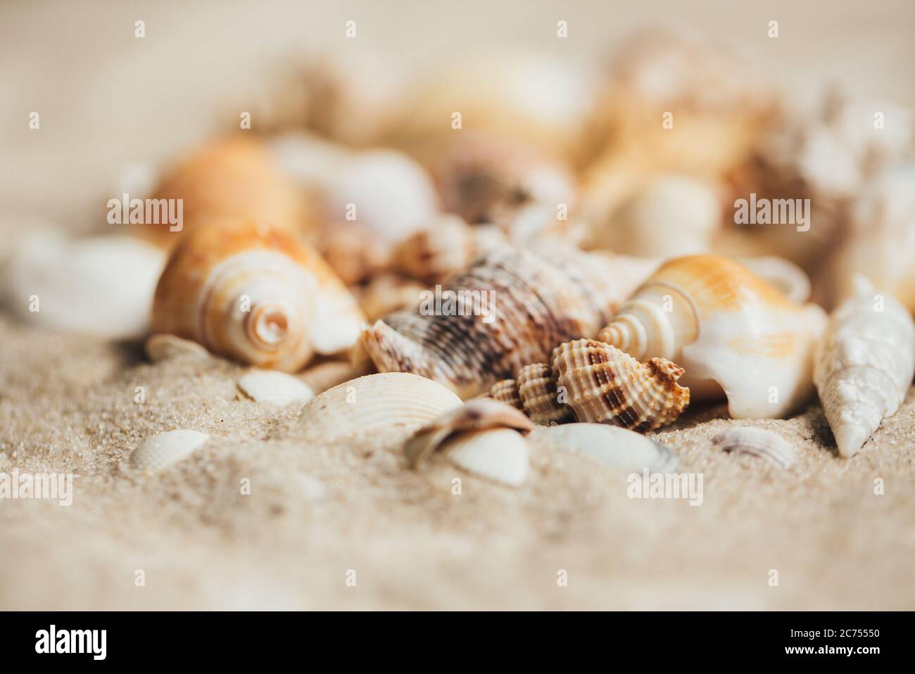 Different seashells on the sand closeup. Selective focus. Toned. Stock Photo