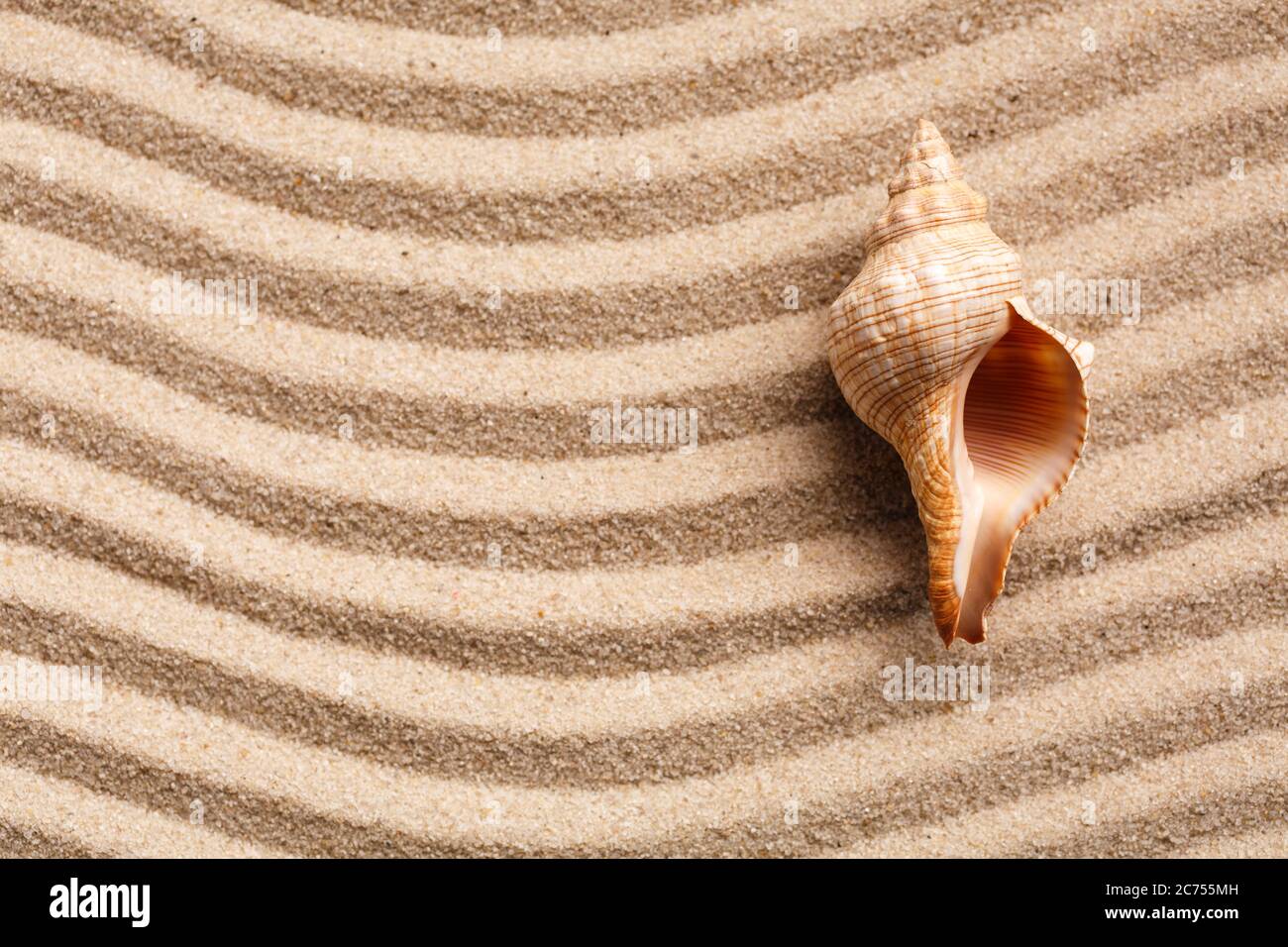 Long seashell lie on the dunes. Top view. Stock Photo
