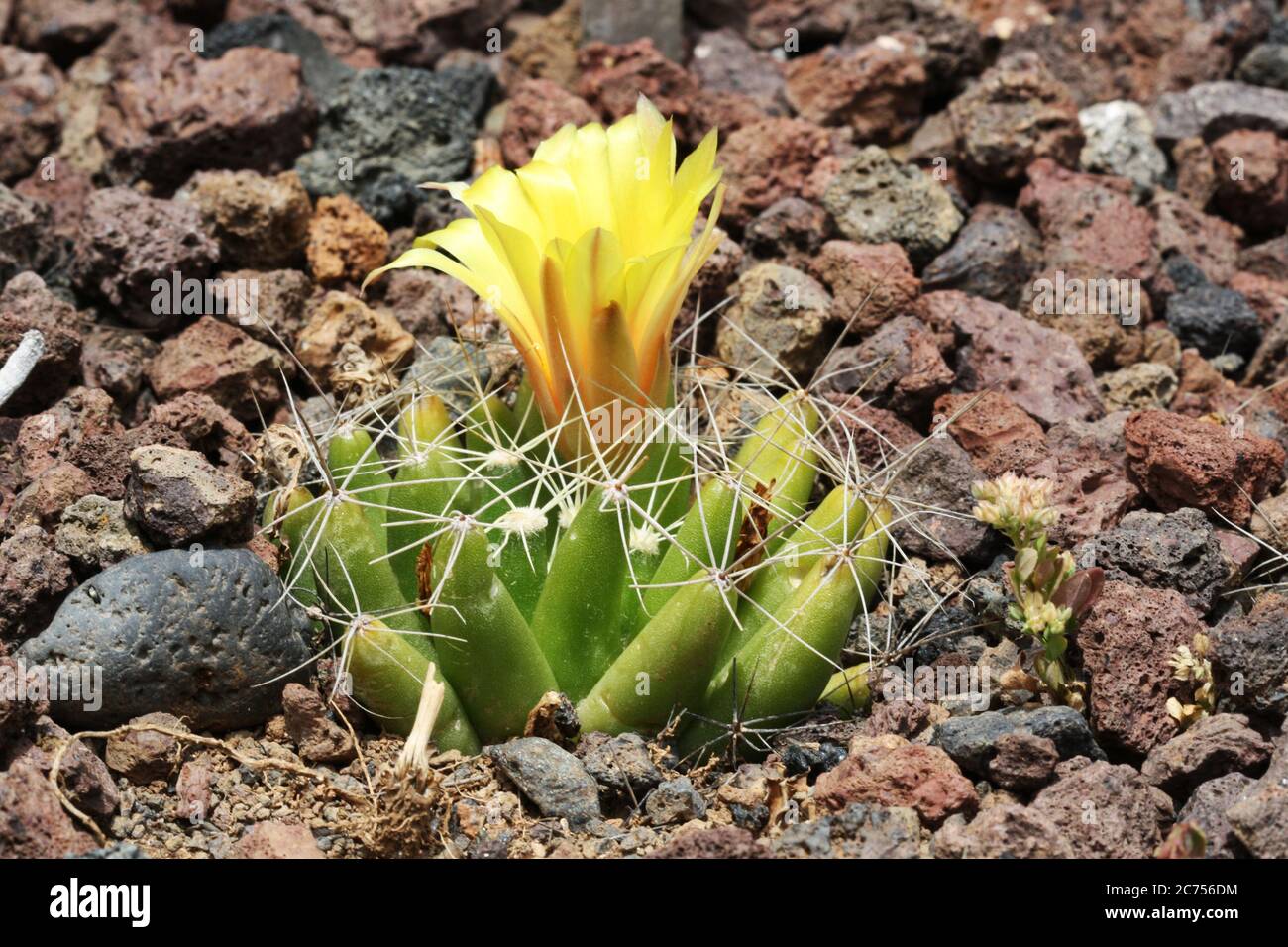 Mammillaria longimamma hi-res stock photography and images - Alamy