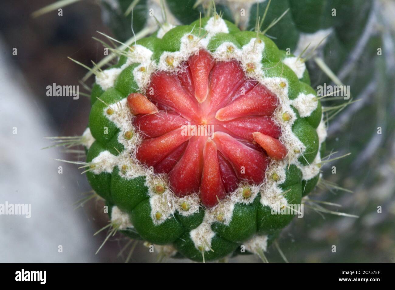 Add A Unique Touch To Your Plant Collection – Austrocylindropuntia Cylindrica Cactus From Succulents Depot - View #2