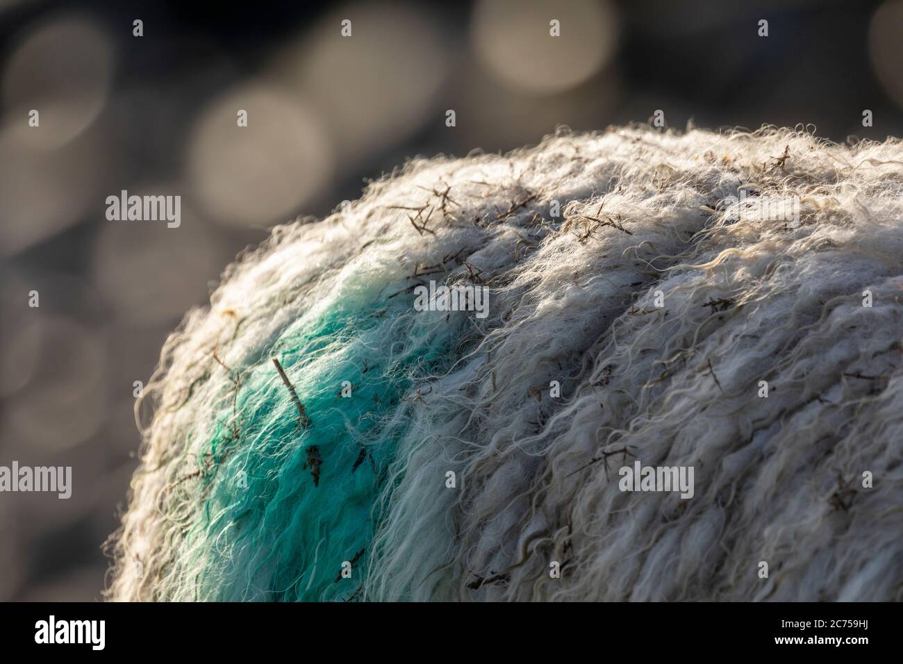 Detail of the wool fleece on an Individual sheep grazing at the coast with bokeh background of sun shining on the sea Stock Photo