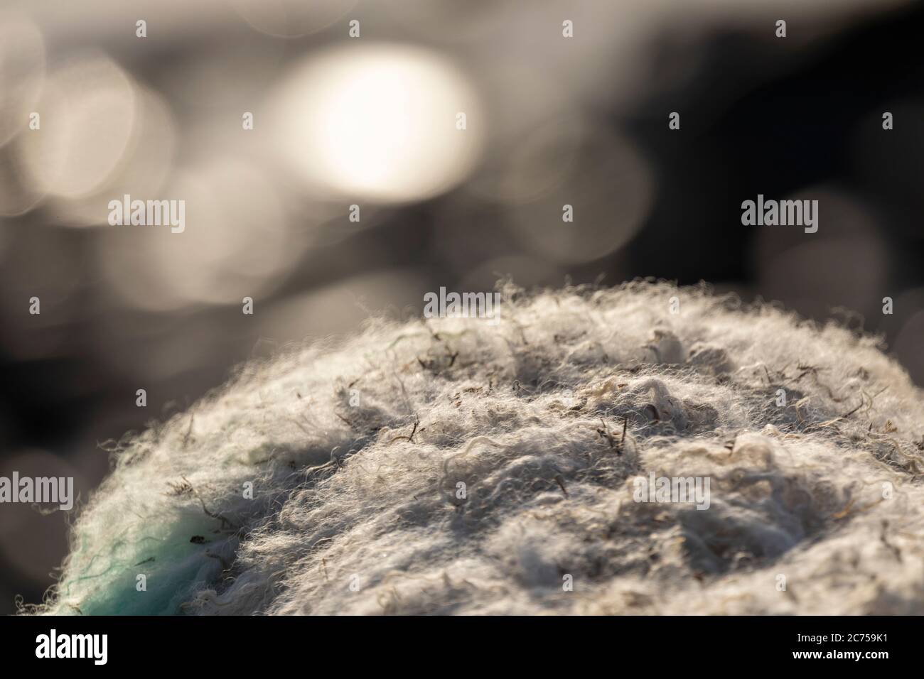 Detail of the wool fleece on an Individual sheep grazing at the coast with bokeh background of sun shining on the sea Stock Photo