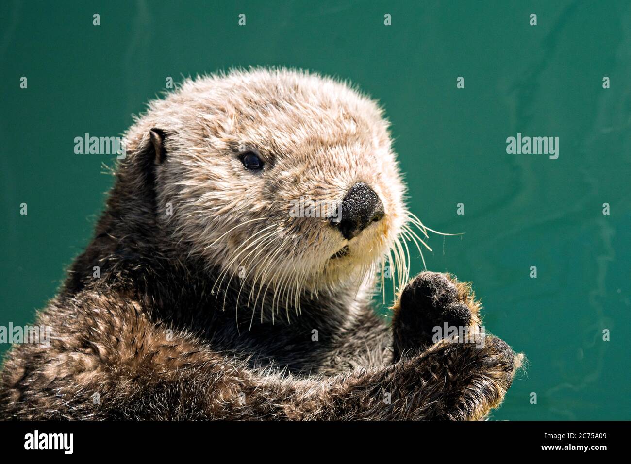 sea otter portrait Stock Photo