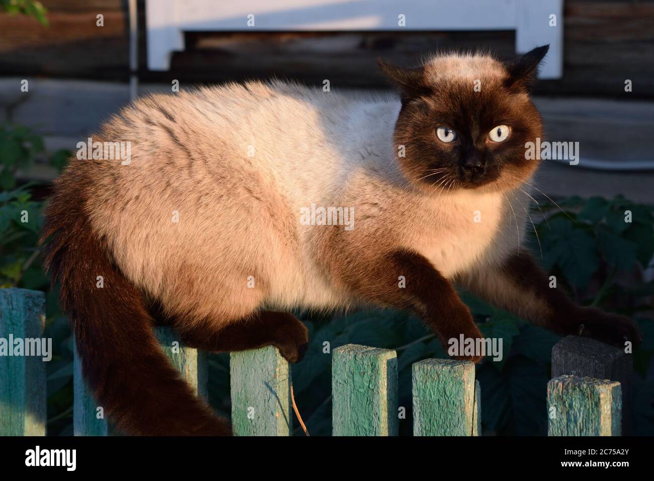 Angry Cat Striking a Fighting Pose on a Fence to Intimidate Another Cat Stock Photo