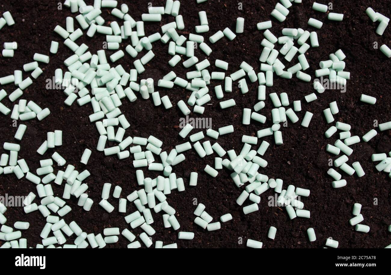 The picture shows many snail pellets on the soil Stock Photo Alamy