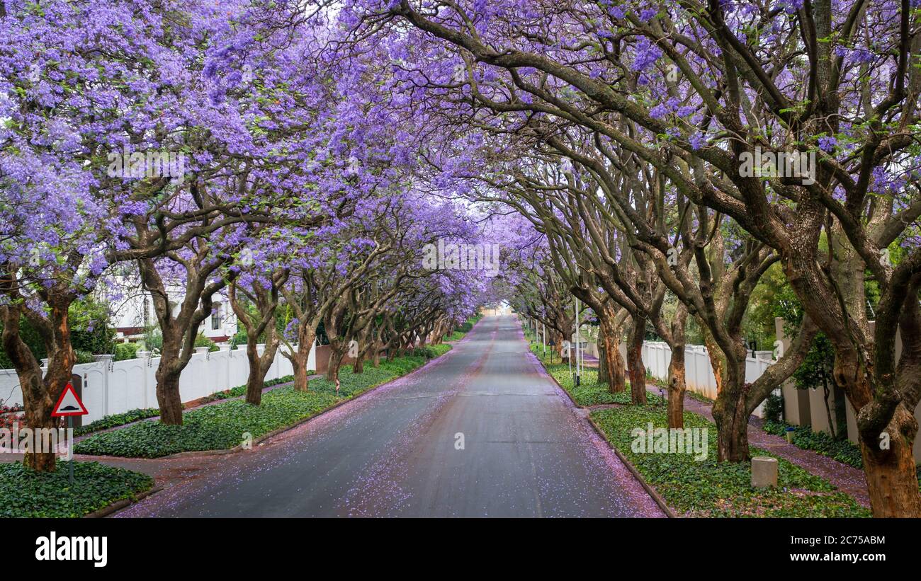 Tall Jacaranda trees lining the street of a Johannesburg suburb in the afternoon sunlight, South Africa Stock Photo